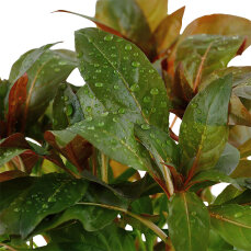 Ludwigia glandulosa, Aquarienpflanze mit Farbakzent