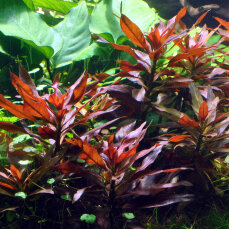 Ludwigia glandulosa, Aquarienpflanze mit Farbakzent