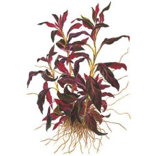 Ludwigia glandulosa, Aquarienpflanze mit Farbakzent