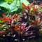Ludwigia glandulosa, Aquarienpflanze mit Farbakzent