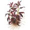 Ludwigia glandulosa, Aquarienpflanze mit Farbakzent