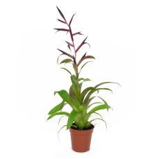 Tillandsia für Paludarium und Blumenfenster verschiedene Sorten