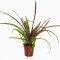 Tillandsia für Paludarium und Blumenfenster verschiedene Sorten