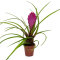 Tillandsia für Paludarium und Blumenfenster verschiedene Sorten