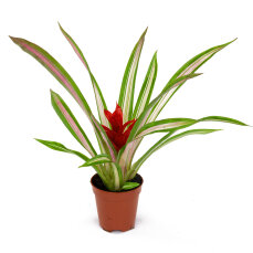 Guzmania für Pflanzvitrinen und Terrarien...