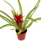 Guzmania für Pflanzvitrinen und Terrarien verschiedene Sorten