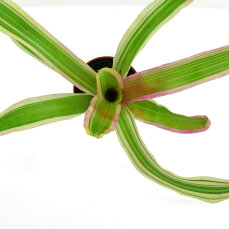 Neoregelia -Trichterpflanzen für Feuchtterrarien und Paludarien