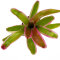 Neoregelia -Trichterpflanzen für Feuchtterrarien und Paludarien