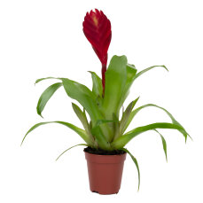 Vriesea, das flammende Schwert, verschiedene Farben und...