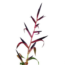 Bromelia Mix aus 3 verschiedenen Sorten