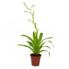 Bromelia Mix aus 3 verschiedenen Sorten
