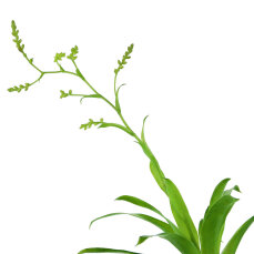 Bromelia Mix aus 3 verschiedenen Sorten