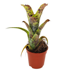 Bromelia Mix aus 3 verschiedenen Sorten