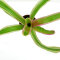 Bromelia Mix aus 3 verschiedenen Sorten