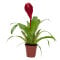 Bromelia Mix aus 3 verschiedenen Sorten