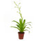 Bromelia Mix aus 3 verschiedenen Sorten
