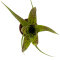Bromelia Mix aus 3 verschiedenen Sorten