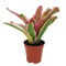 Bromelia Mix aus 3 verschiedenen Sorten