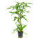 Hygrophila stricta thai - Schmalblättriger Riesenwasserfreund