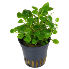Lobelia cardinalis mini, Miniatur Kardinalslobelie
