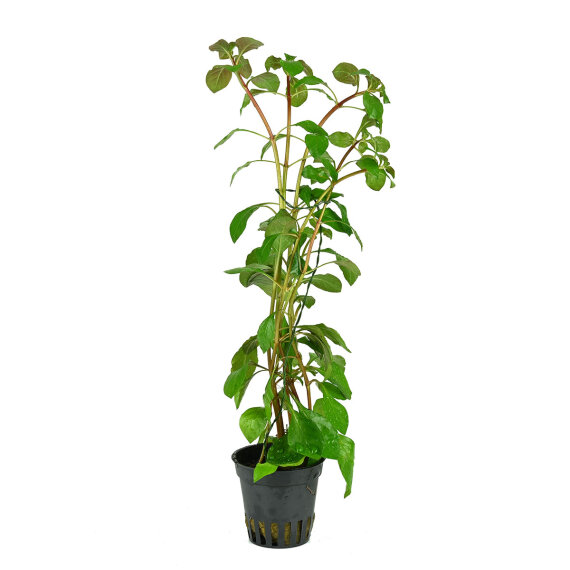 Ludwigia sp. Mesacana, sehr bunte Aquarienpflanze