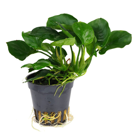 Anubias Barteri sp. coin leaf, sehr pflegeleichte Aquariumpflanze