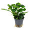 Anubias Barteri sp. coin leaf, sehr pflegeleichte Aquariumpflanze