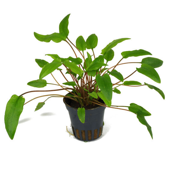 Cryptocoryne green crisped leaf