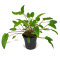 Cryptocoryne green crisped leaf