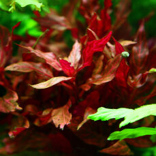 Alternanthera reineckii "Rosanervig"...