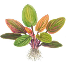 Lagenandra meeboldii Red - Meebolds Lagenandra