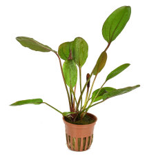 Echinodorus Reni Sortenzucht von Tropica