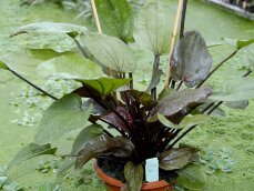 Echinodorus Reni Sortenzucht von Tropica