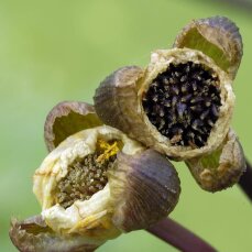 Echinodorus Reni Sortenzucht von Tropica