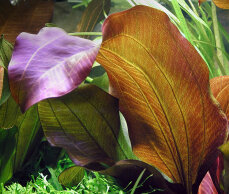 Echinodorus Reni Sortenzucht von Tropica