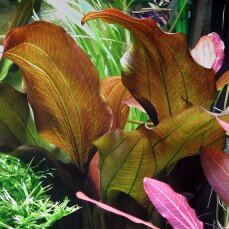 Echinodorus Reni Sortenzucht von Tropica