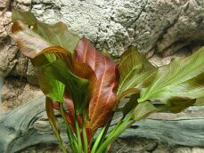 Echinodorus Reni Sortenzucht von Tropica
