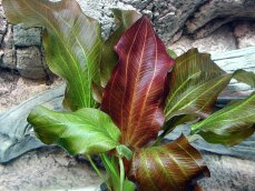 Echinodorus Reni Sortenzucht von Tropica