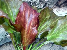 Echinodorus Reni Sortenzucht von Tropica