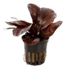 Echinodorus Reni Sortenzucht von Tropica
