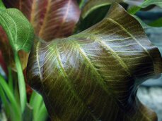 Echinodorus Reni Sortenzucht von Tropica