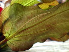 Echinodorus Reni Sortenzucht von Tropica