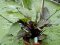 Echinodorus Reni Sortenzucht von Tropica