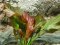 Echinodorus Reni Sortenzucht von Tropica
