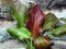 Echinodorus Reni Sortenzucht von Tropica
