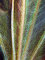 Echinodorus Reni Sortenzucht von Tropica