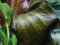 Echinodorus Reni Sortenzucht von Tropica