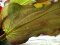 Echinodorus Reni Sortenzucht von Tropica