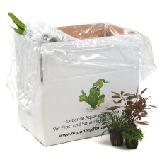 Pflanzenbox M - 10 Töpfe ausgesucht schöne Aquarienpflanzen