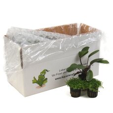 Pflanzenbox S - 5 robuste Aquarienpflanzen für Sparfüchse